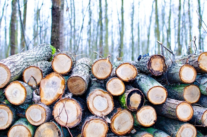 Boomstammen hout is de toekomst