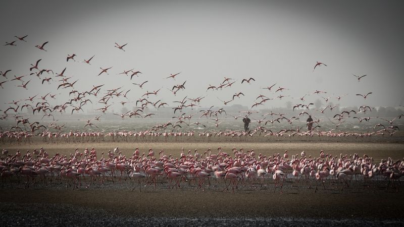 namibia sandwich harbour