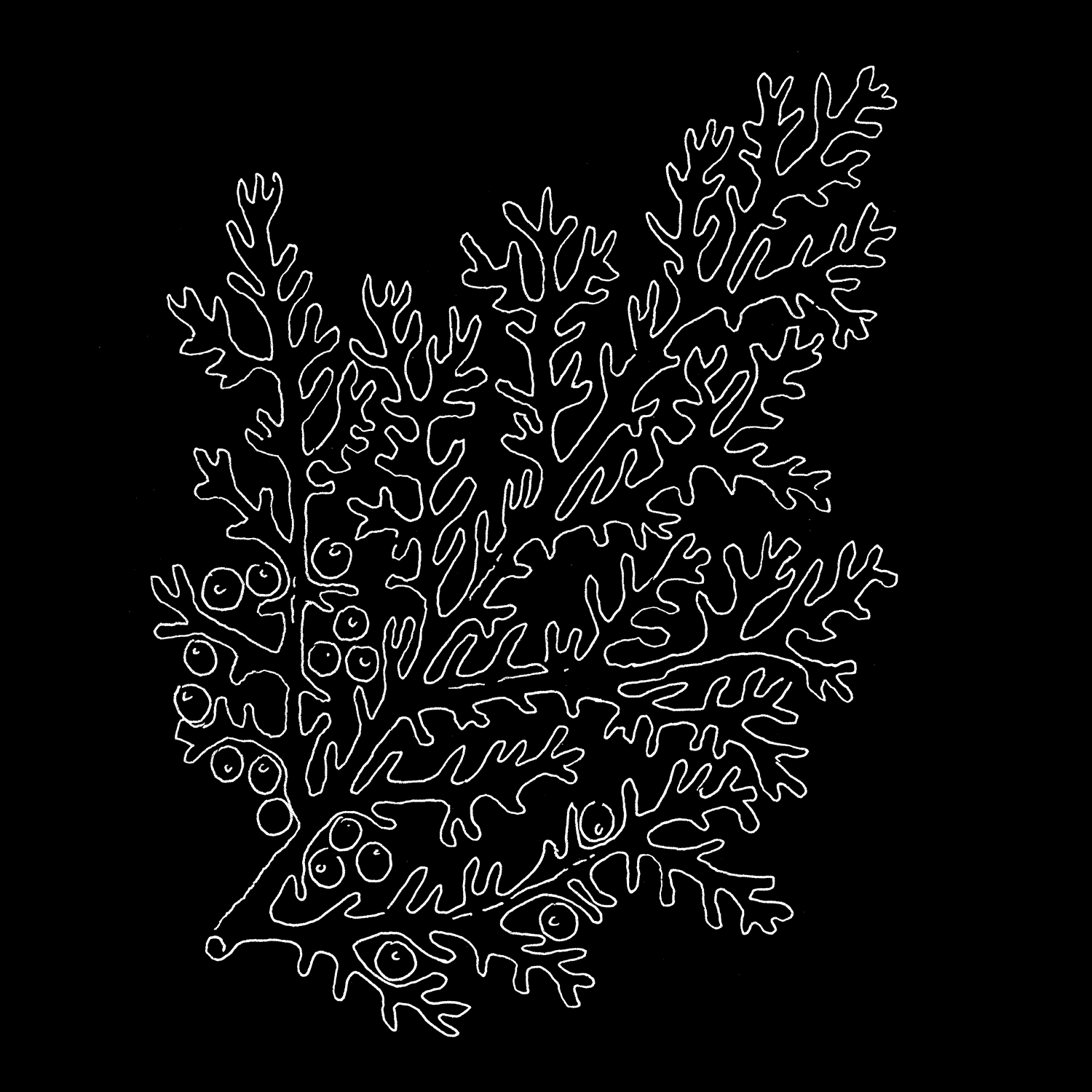 Norma, illustrazioni per l’evento Tangenze Botaniche