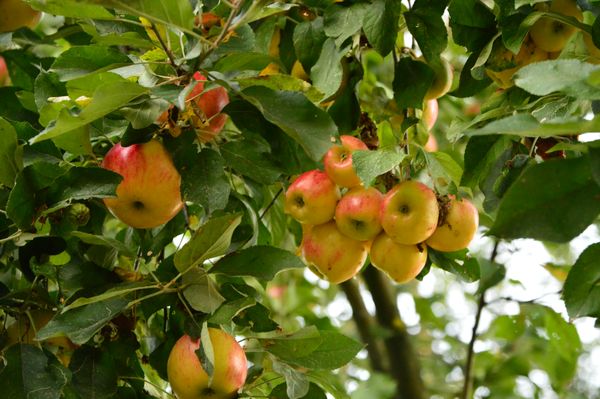 apfel.JPG