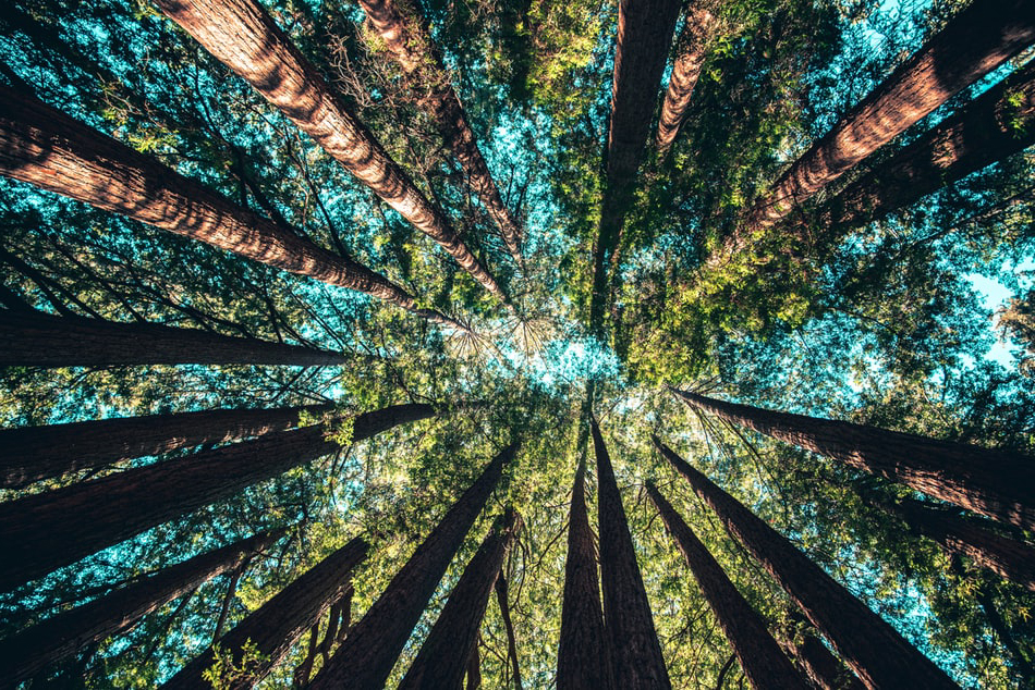 forest-Casey-Horner.jpg