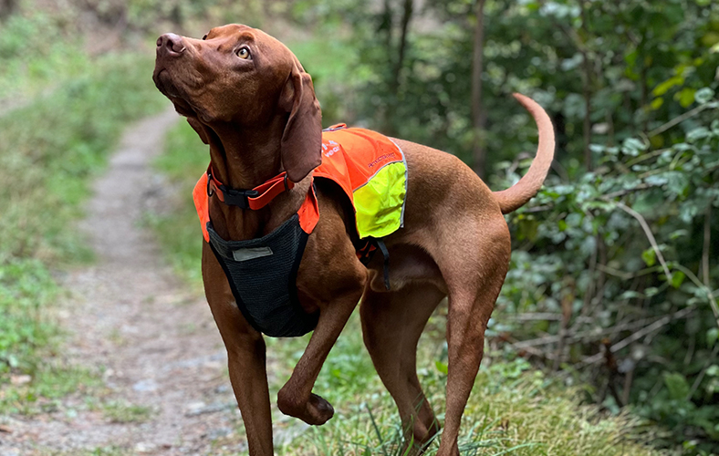 Testbericht-Hundeveste-Beitragsbild2.jpg