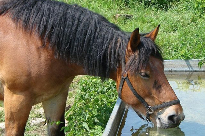 hilfe-mein-pferd-trinkt-zu-wenig (5).jpg