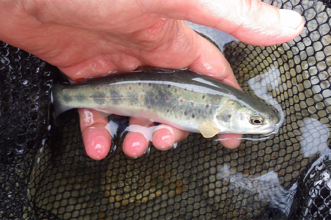 Kapitale Bachforelle aus der Hasliaare mit der Trockenfliege.jpg