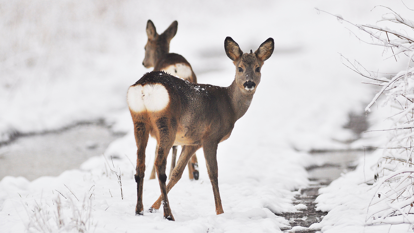 Wildtiere-im-Winter-Beitragsbild.jpg