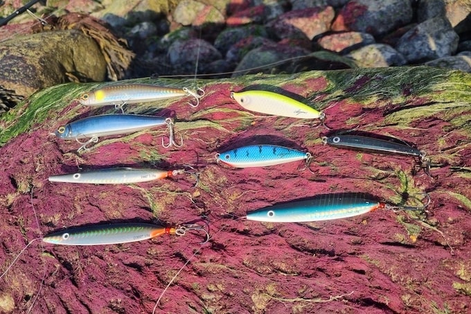 seeforelle meerforelle beste köder tipps und tricks.jpg