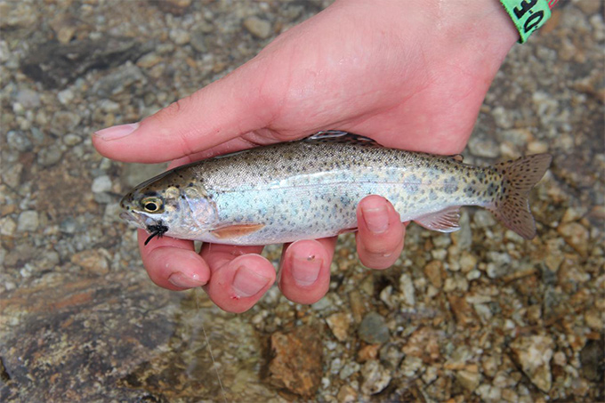 Beauty Nachwuchs-Regenbogenforelle auf Trockenfliege aus dem Totensee.jpg