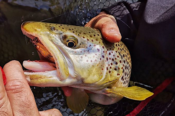 Testbericht Rapala Forelle Solid Shad.jpg