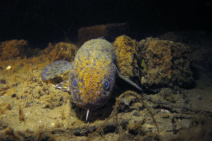 trüsche trüschenfischen winter erfolgreich-min.jpg