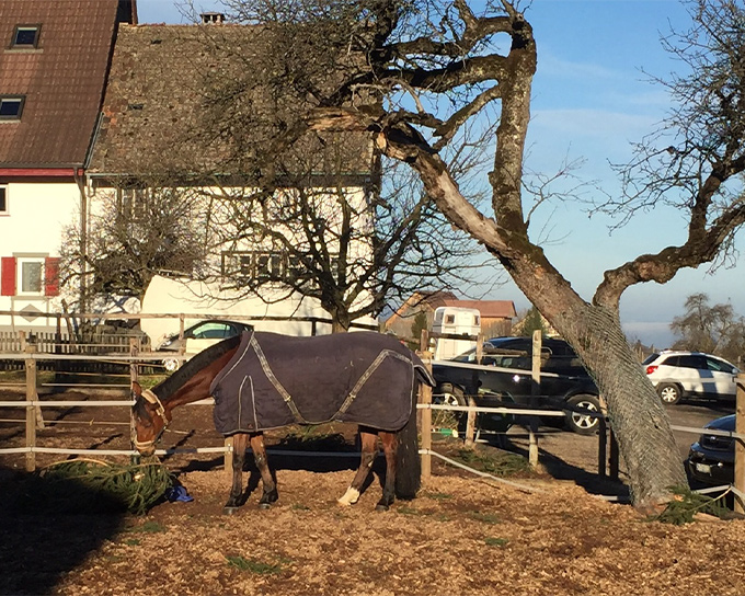 weihnachtsbaum-der-giftige-knabberspass-fuer-pferde (6).jpg