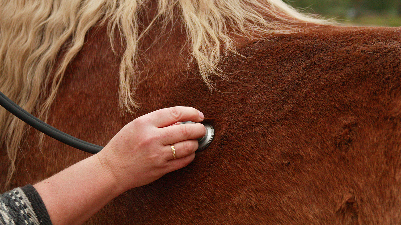druese-pferd.jpg