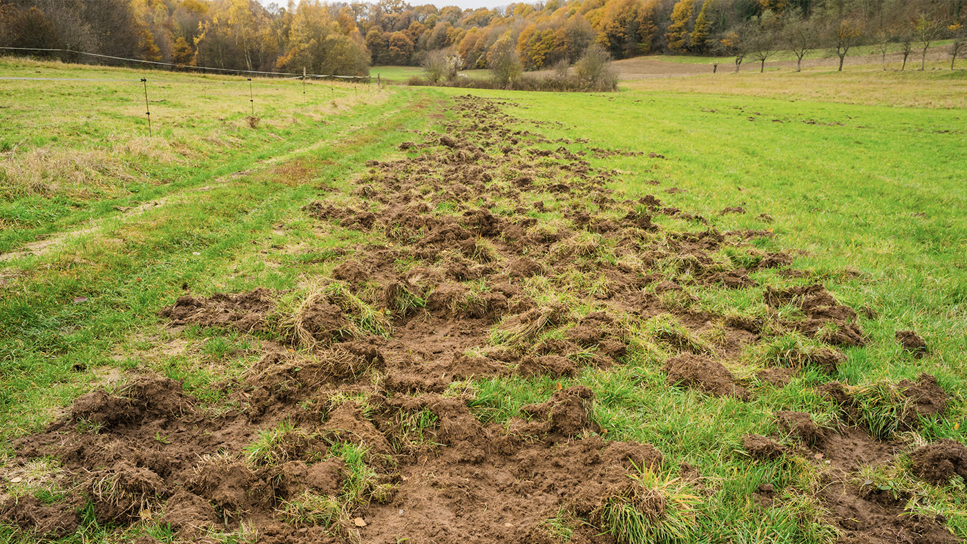 Wildarbeit-Beitragsbild.jpg