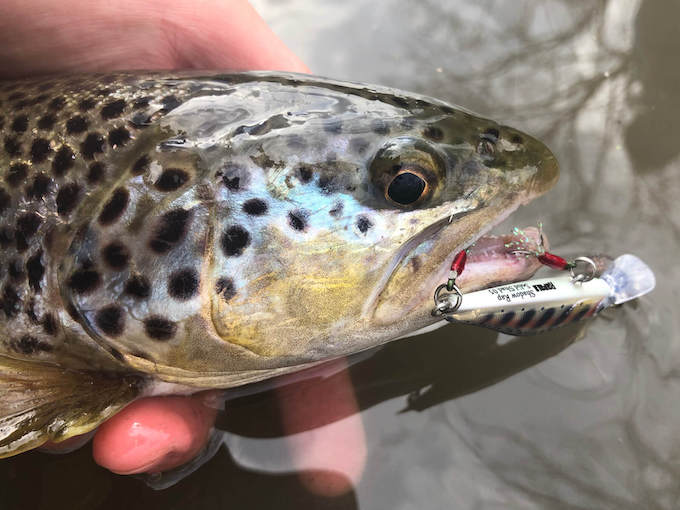 JohannesHoefner_Rapala_ShadowRapSolidShad_VMC_7122SA_Bachforelle_Portrait Kopie.jpeg