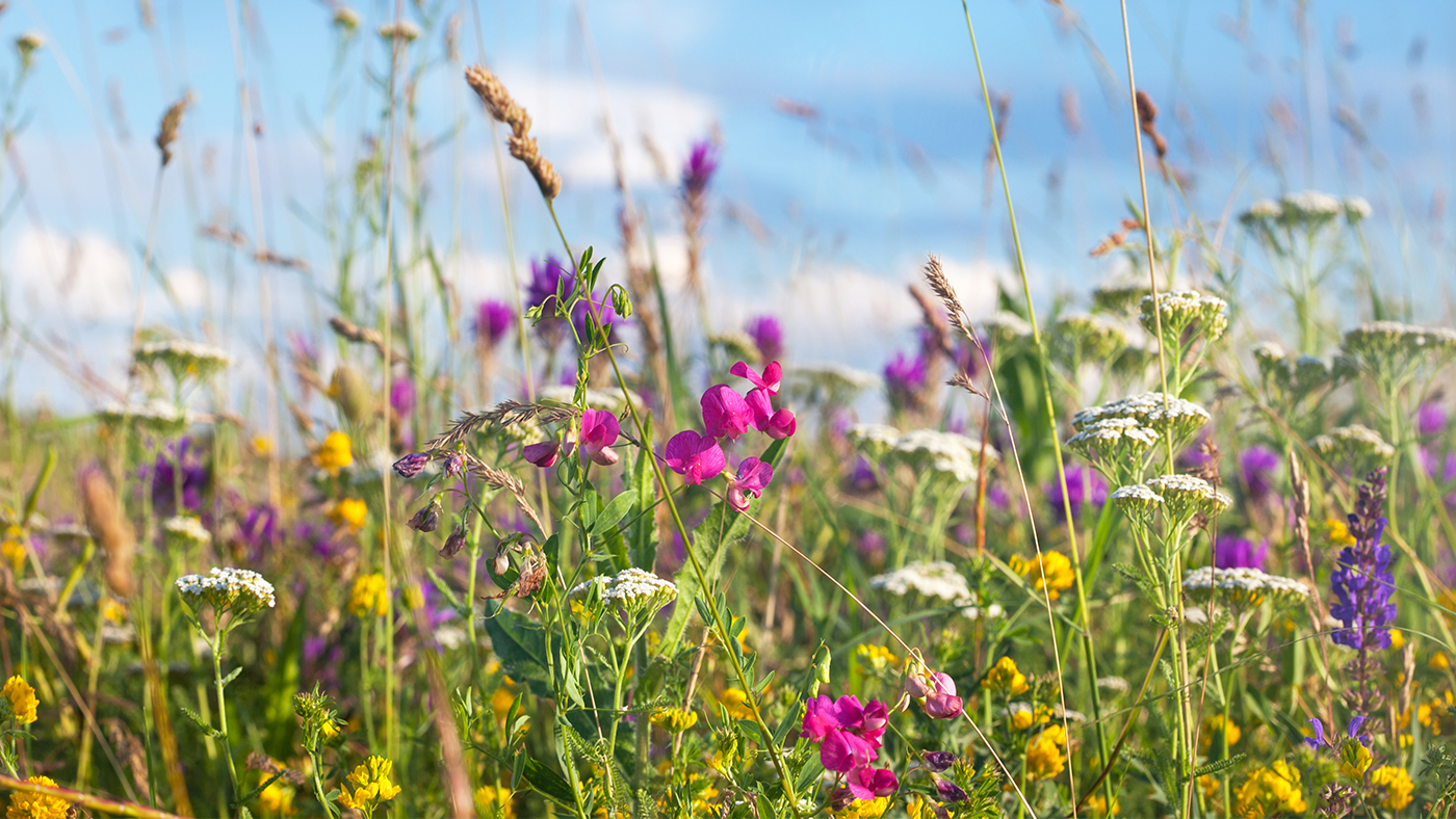 Blumenwiese säen Beitragsbild.jpg