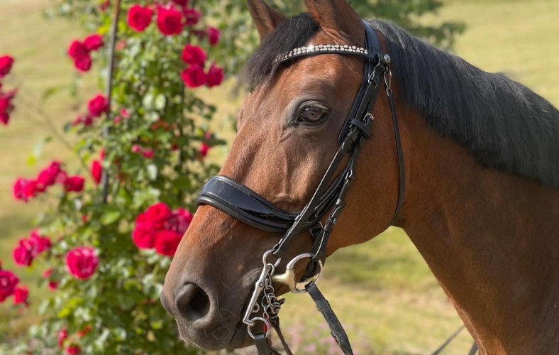 Design ohne Titel (10).png