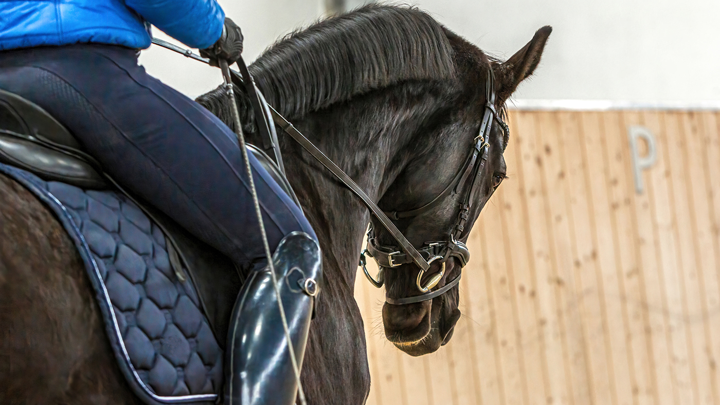 Pferd-trainieren-Beitragsbild.jpg
