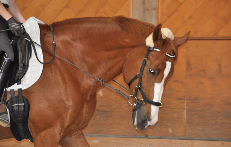 das-Micklem-Bridle-Beitragsbild.jpg