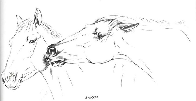 pferdeverhalten-von-m-z-was-will-mir-mein-pferd-sagen (3).jpg
