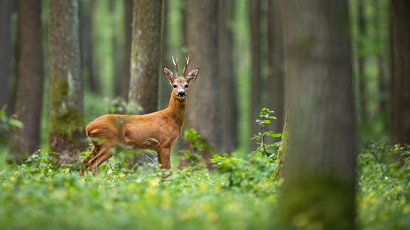 Parasitäre-Krankheiten-Rehwild-Beitragsbild.jpg