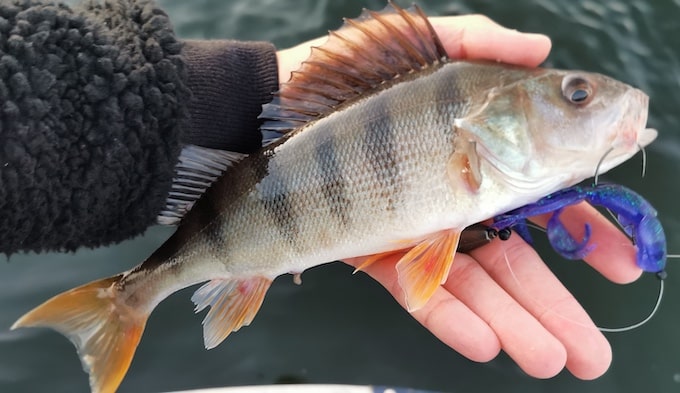 egli barsch freerig keitech-min.jpg