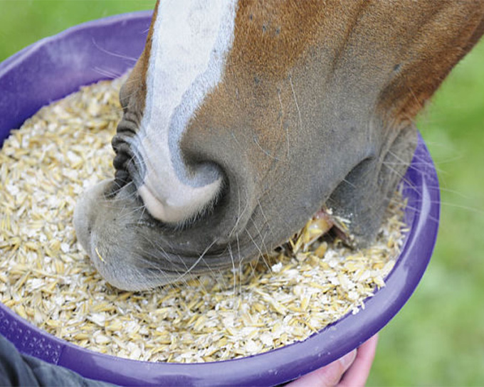 cavallo-de.jpg