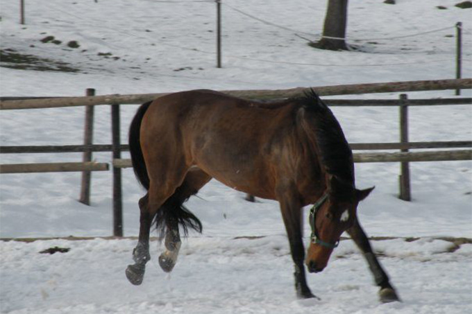 pferdeverhalten-von-a-l-was-will-mir-mein-pferd-sagen (7).jpg