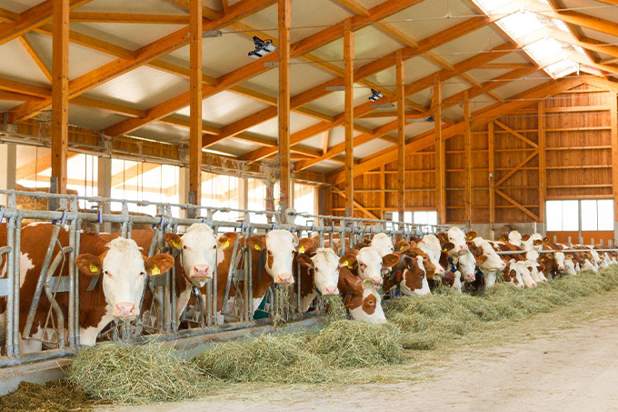 die-neue-wundersache-im-stall-led (6).jpg