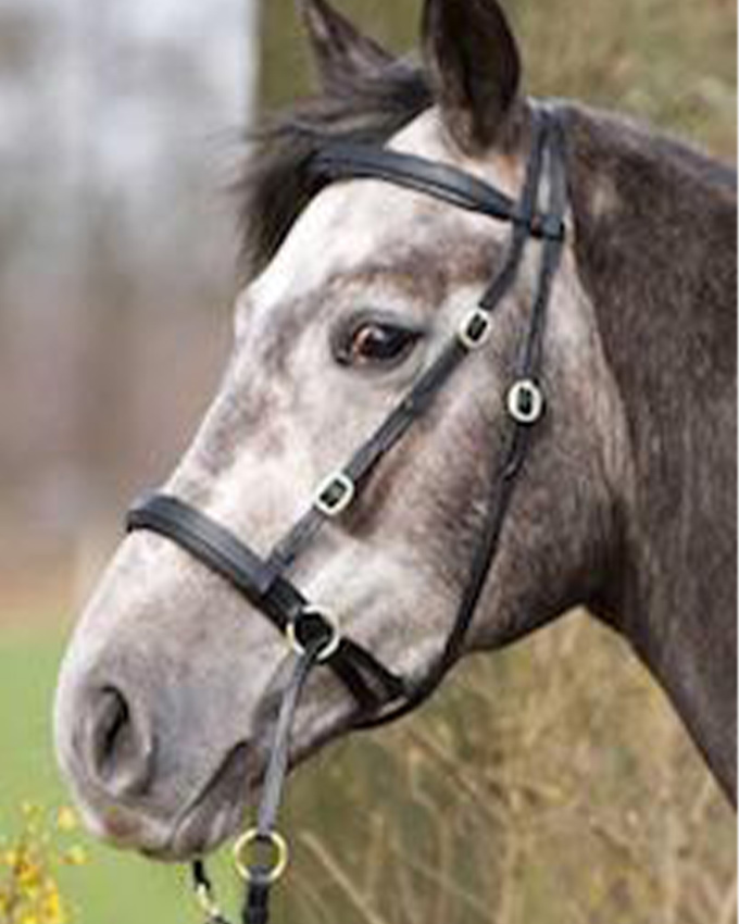 gebissloses-reiten (2).jpg