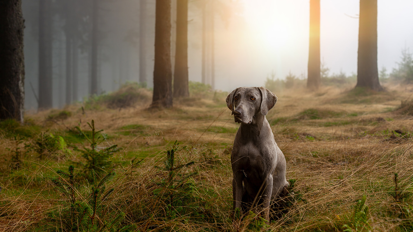 Erste-hilfe-für-Jagndhund5-Beitragsbild.jpg