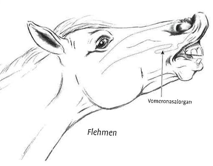 pferdeverhalten-von-a-l-was-will-mir-mein-pferd-sagen (3).jpg