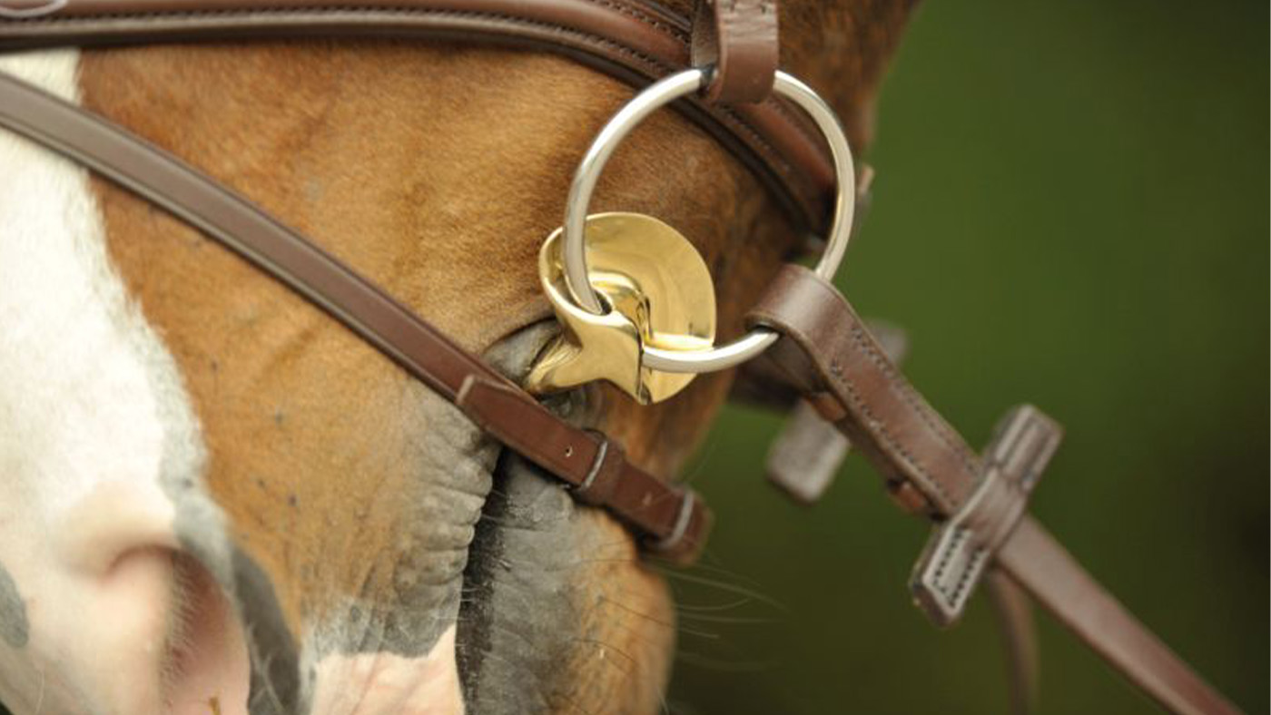 pferdegebisse-welches-gebiss-passt-fuer-mein-pferd.jpg