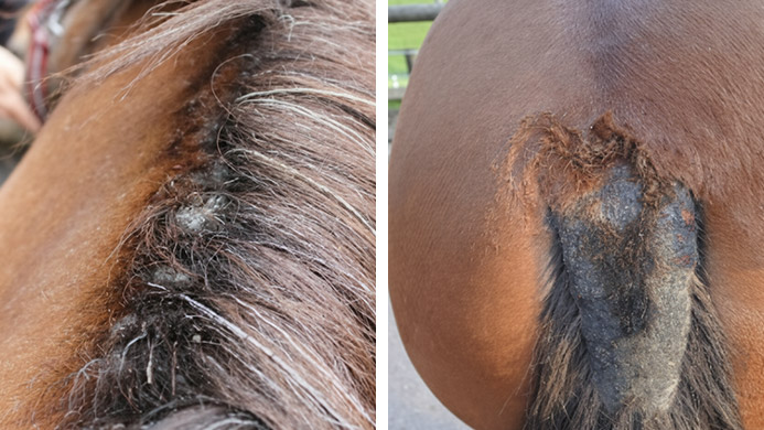 reitsport_ch-Sommerekzem (1).jpg