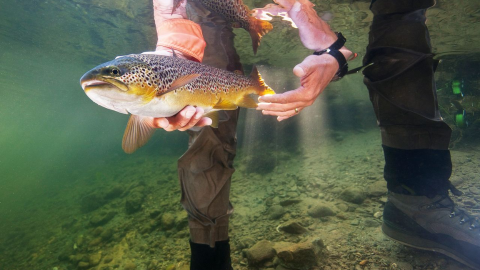 Forelle unter Wasser von einem Mann gehalten, knietief im Fluss bei Sonnenschein.png