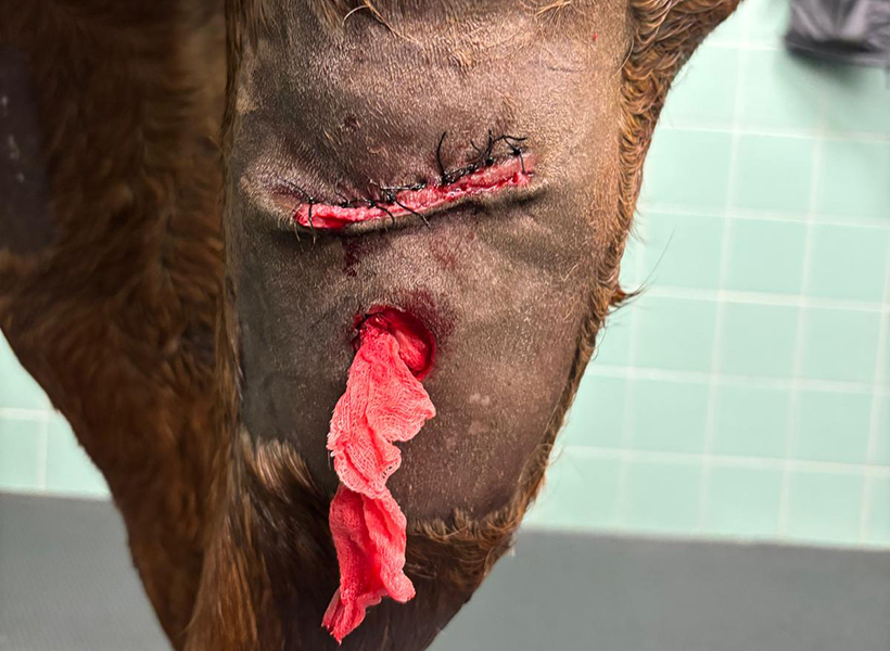 Wunde genäht Klinik.jpg