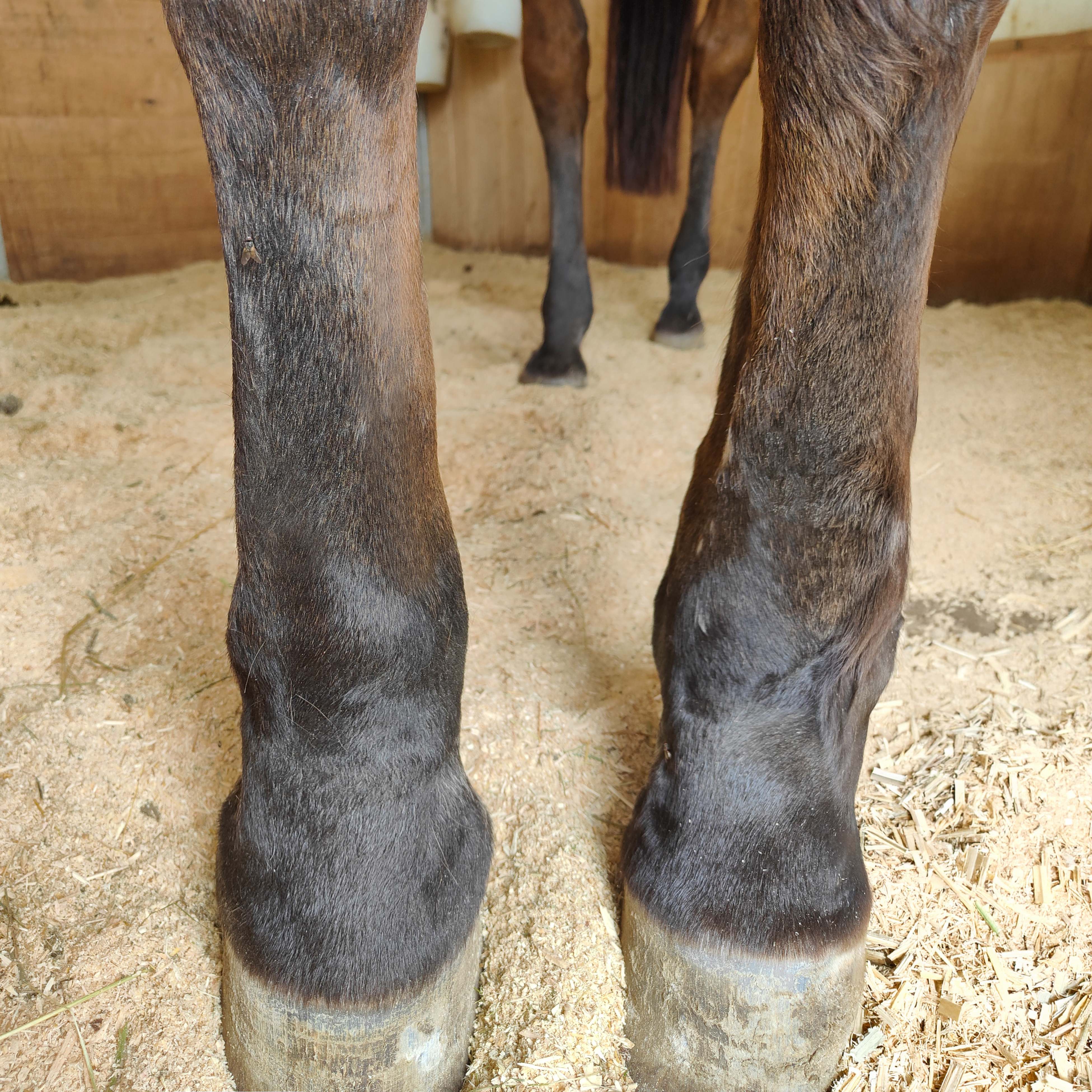 dicke Beine 400x400.jpg