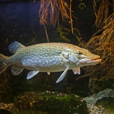 Ein Hecht schwimmt in klarem Wasser, während Sonnenstrahlen durch die Oberfläche dringen und den Fisch beleuchten.png