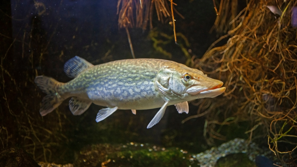 Ein Hecht schwimmt in klarem Wasser, während Sonnenstrahlen durch die Oberfläche dringen und den Fisch beleuchten.png