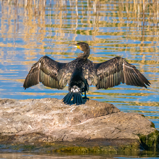 Blog-Mehr als nur der Komoran - fischen.ch preview.jpg