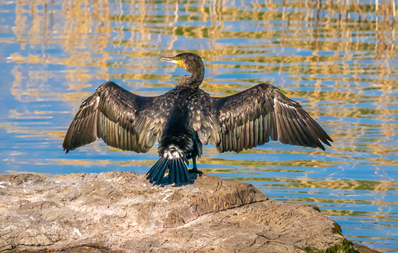 Mehr als nur der Komoran - fischen.ch.jpg
