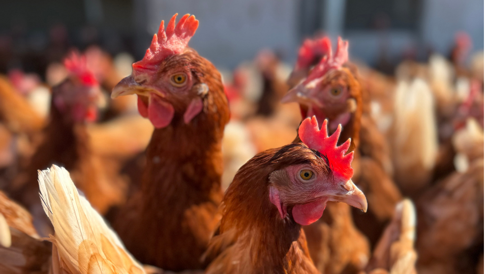 Gros plan sur des poules rousses regardant curieusement la caméra la tête penchée, illuminées par une lumière solaire latérale et chaleureuse.png