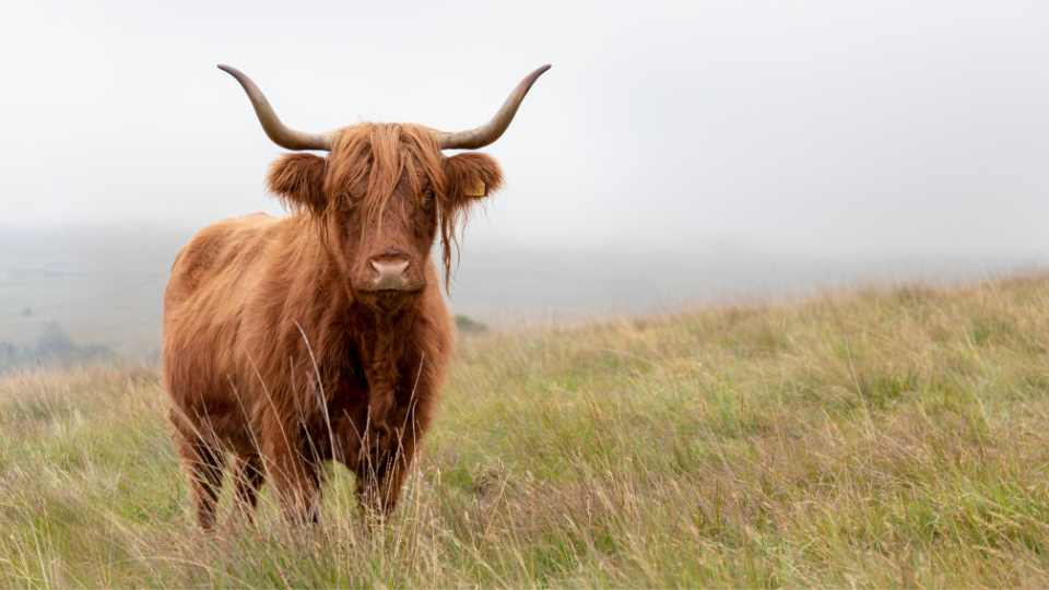 Une vache Highland brune debout face à l'objectif dans un pâturage brumeux en montagne, regardant directement la caméra.png