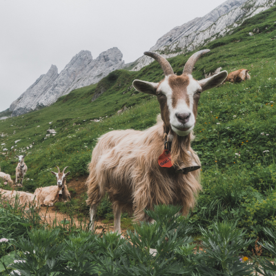 Ziegen auf einer alpinen Weide in der Schweiz vor Berggipfeln; eine Ziege im Vordergrund blickt direkt in die Kamera, während andere auf einem Pfad im saftigen Gras unter bewölktem Himmel ruhen.png