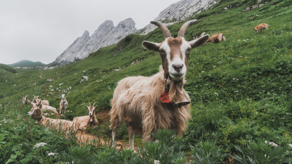 Chèvres dans un pâturage alpin en Suisse devant des sommets montagneux ; une chèvre au premier plan regarde directement l'objectif, tandis que d'autres se reposent sur un sentier dans l'herbe grasse sous un ciel nuageux.png