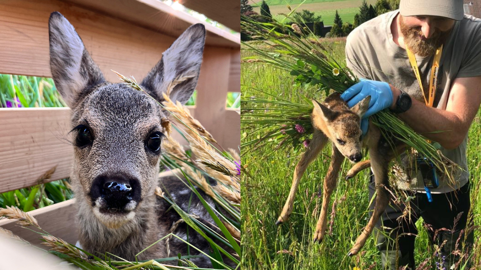 Links Kitz in Kiste mit glänzender Nase. Rechts Jäger trägt Kitz mit blauen Handschuhen und Gras durch hohe Wiese..png