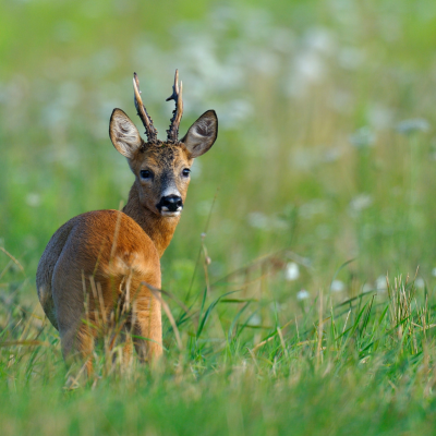 Ein Rehbock aus der Ferne auf einem grünen Feld. Das Tier steht mit dem Rücken zur Kamera, hat aber den Kopf zurückgedreht und blickt direkt in die Linse.png