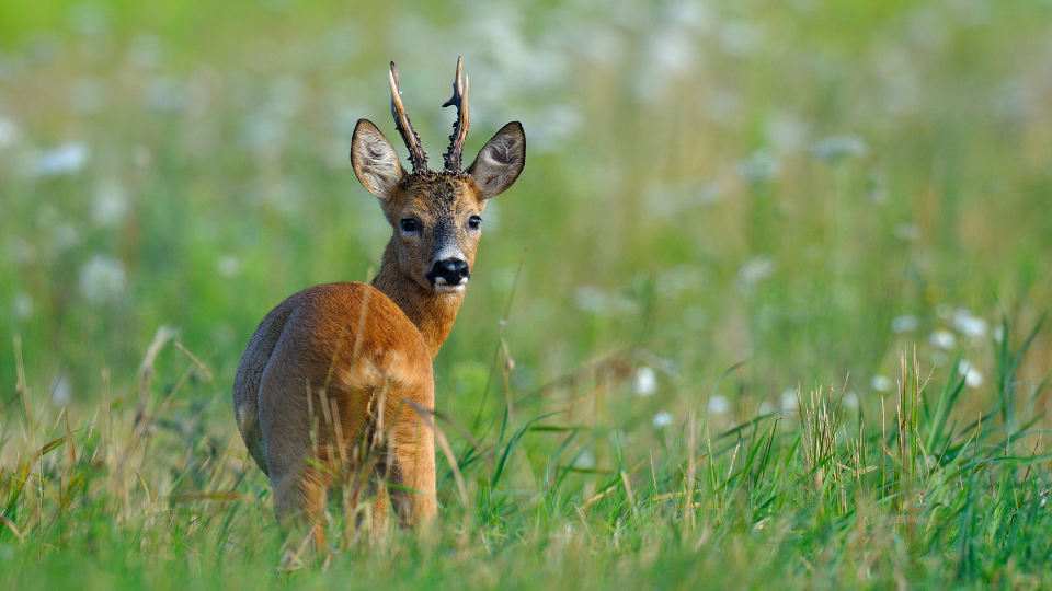 Ein Rehbock aus der Ferne auf einem grünen Feld. Das Tier steht mit dem Rücken zur Kamera, hat aber den Kopf zurückgedreht und blickt direkt in die Linse.png