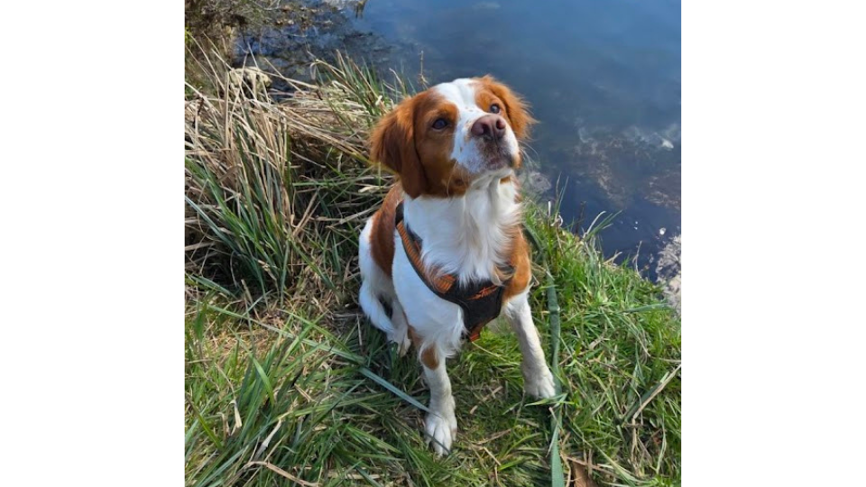 Ein mittelgrosser, weiss-brauner Jagdhund mit orangem Hundegeschirr sitzt am Ufer der Aare. Er schaut aufmerksam zu seinem Besitzer hoch, während im Hintergrund das Wasser vorbeifliesst.png