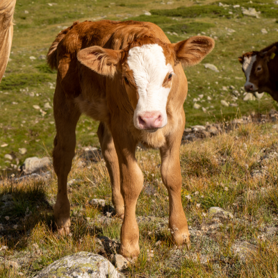 Ein junges, hellbraunes Schweizer Fleckvieh-Kalb mit weissem Gesicht und rosa Flotzmaul steht auf wackeligen Beinen neben der Mutterkuh auf einer steinigen Alpwiese und blickt in die Kamera.png