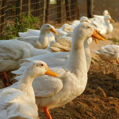 Weisse Hausenten mit orangen Schnäbeln stehen in einer Reihe auf einem sonnigen, erdigen Bauernhof mit einem Holzzaun im Hintergrund.png