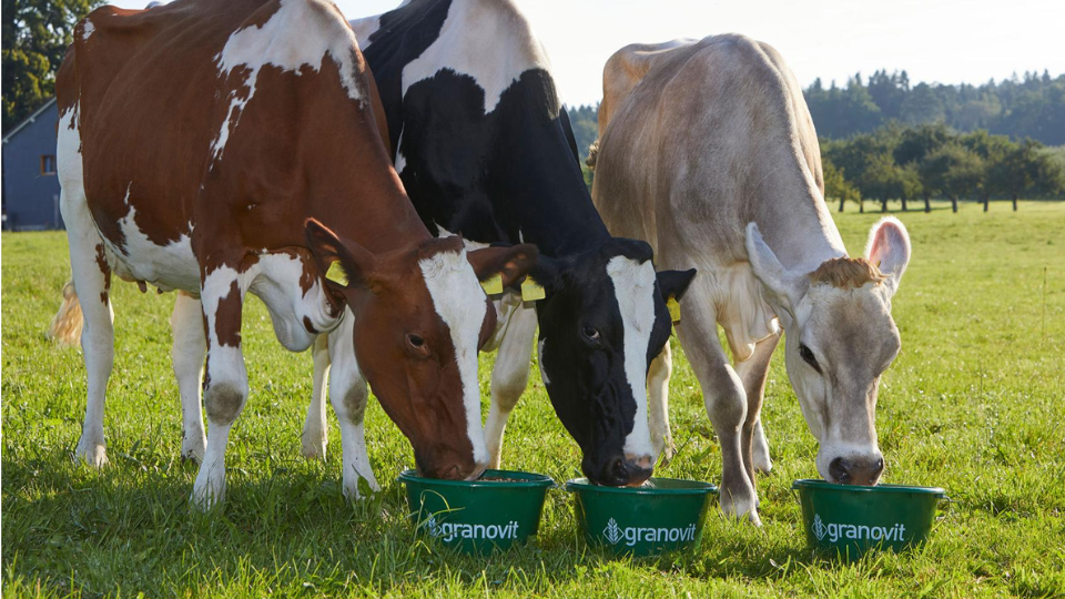 Trois vaches (une tachetée marron et blanc, une noire et blanche et une beige) alignées de biais dans un pâturage vert en été, léchant chacune leur seau de minéraux vert Granovit.png